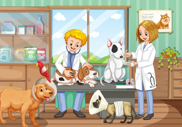 Veterinaria 3